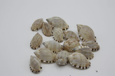 Cassis Vibex