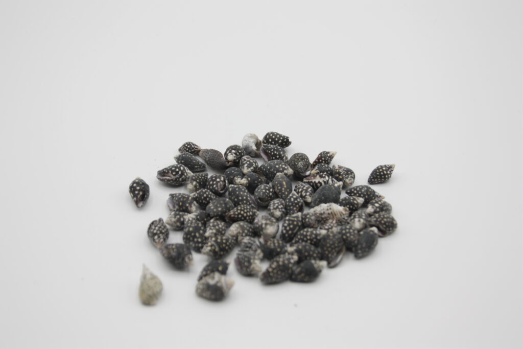Black Dove Snail
