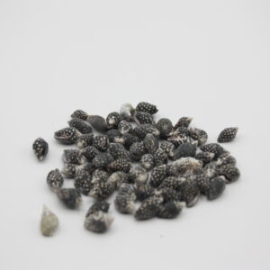 Black Dove Snail
