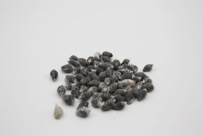 Black Dove Snail