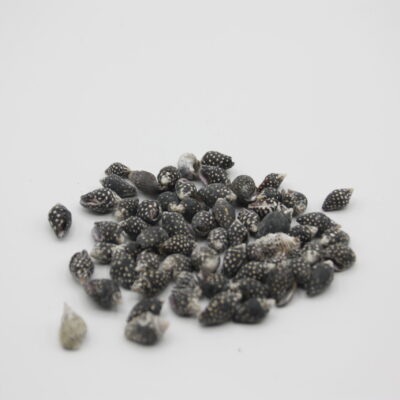 Black Dove Snail