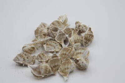 Frogshell