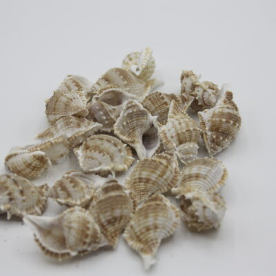 Frogshell