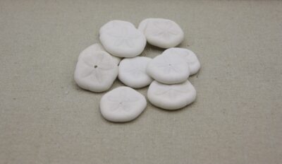 Sanddollar klein