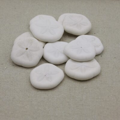 Sanddollar klein