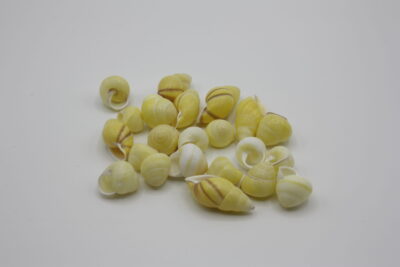 Helicostyla Yellow