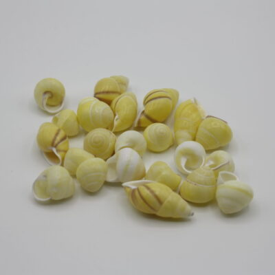 Helicostyla Yellow