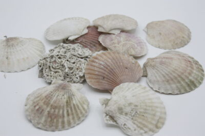 Pecten