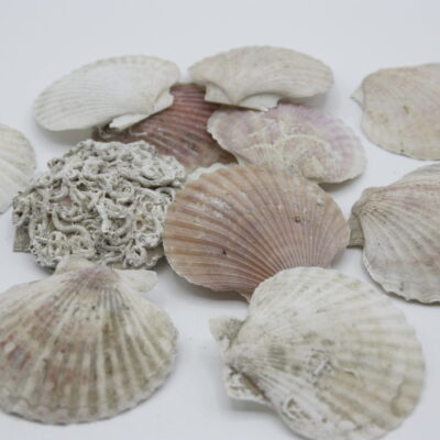 Pecten