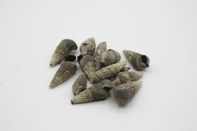 Zwart schelpje