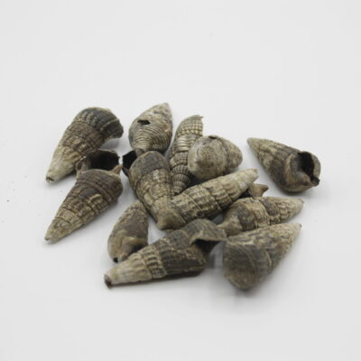 Zwart schelpje