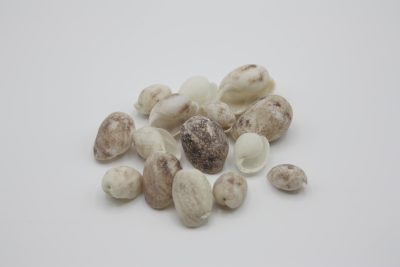 Bulla Vernicosa