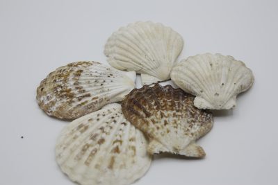 Pecten rendula