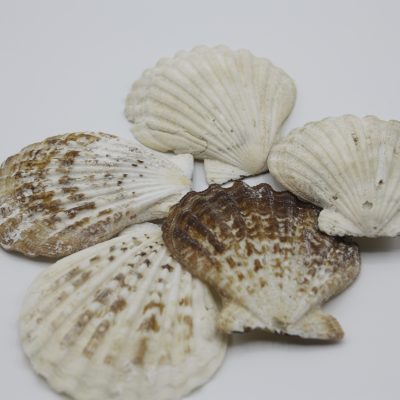 Pecten rendula