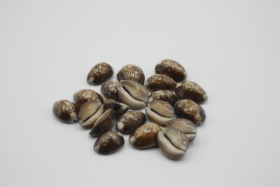 Caput serpentis
