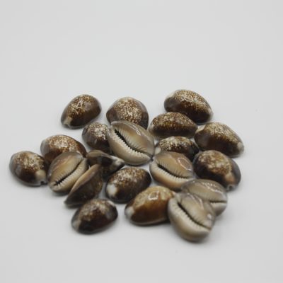 Caput serpentis