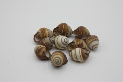 Helicostyla Cameaarata