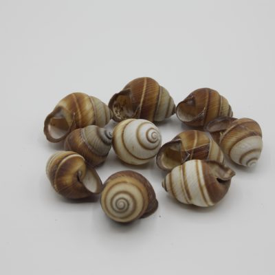 Helicostyla Cameaarata