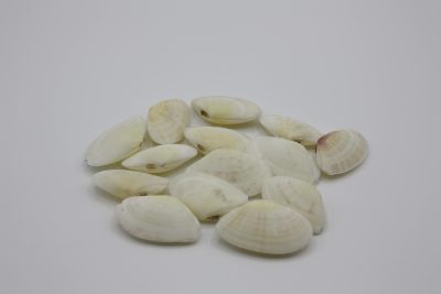 Pecten Felina