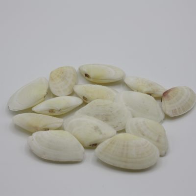 Pecten Felina