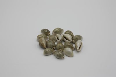 Cypraea divers