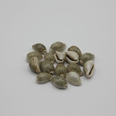 Cypraea divers