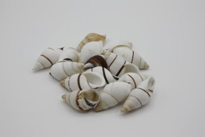 Helicostyla
