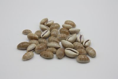 Cypraea Carneola