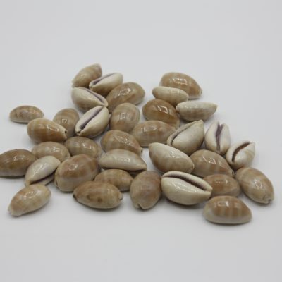 Cypraea Carneola