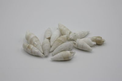 Pyramidellidae