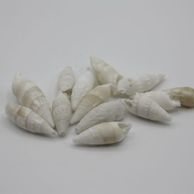 Pyramidellidae