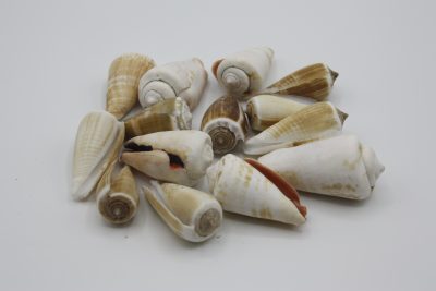 Conus mix