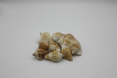 Strombus Canarium