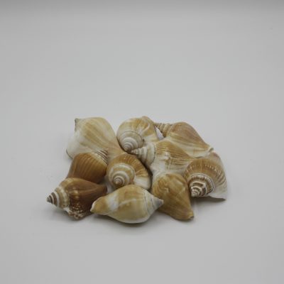 Strombus Canarium
