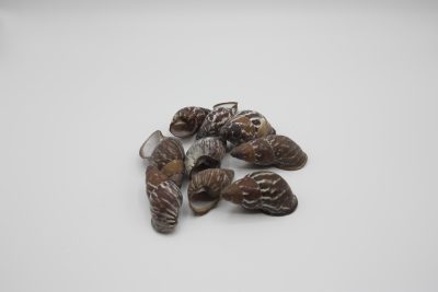 Helicostyla Mindoroisis