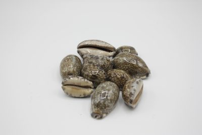 Cyperaea Arabica