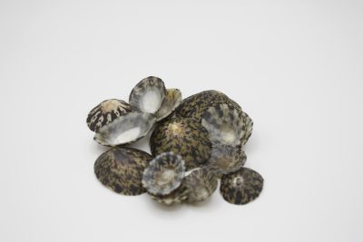 Oval Limpet