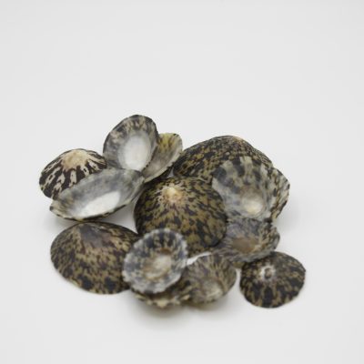 Oval Limpet