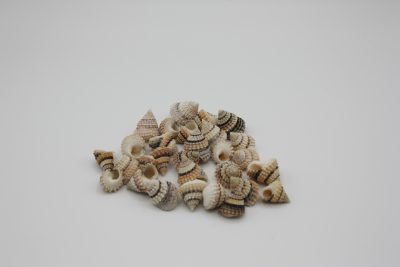 Tectarius Coronatus