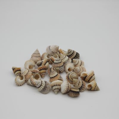 Tectarius Coronatus