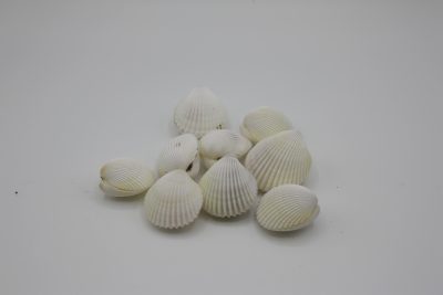 Trachy Flavum Pair