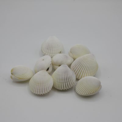 Trachy Flavum Pair