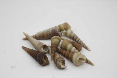 Terebra Turetella