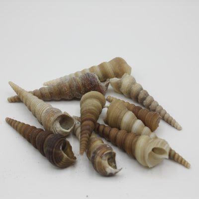 Terebra Turetella