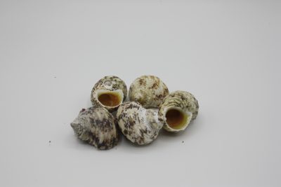 Turbo naturel met gouden mond