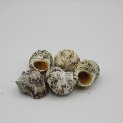 Turbo naturel met gouden mond