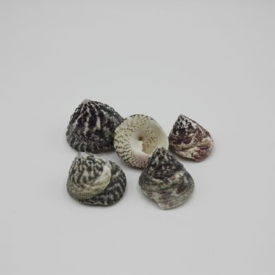 Maculata red/green