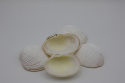 Fimbriata