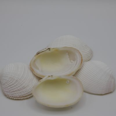 Fimbriata