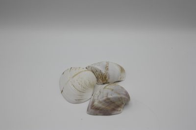 Nylon schelp